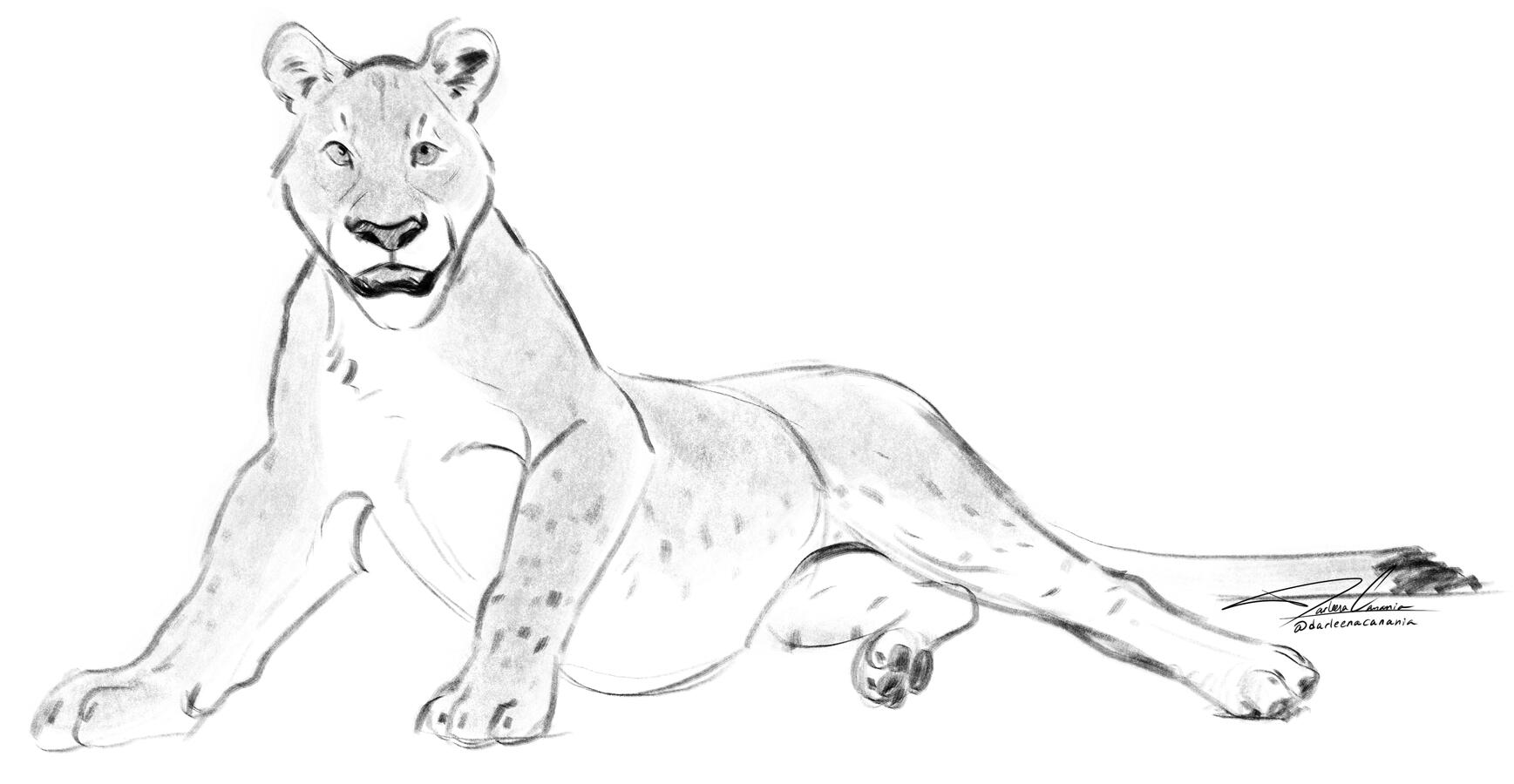 Quick Lion Sketch